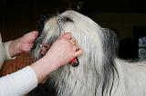 SKYE TERRIER - BROSSAGE 094